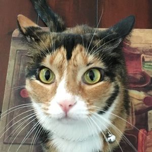 Meet your Posher, Crystal